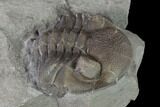 Bargain, Wide Enrolled Eldredgeops Trilobite - Silica Shale #137266-5